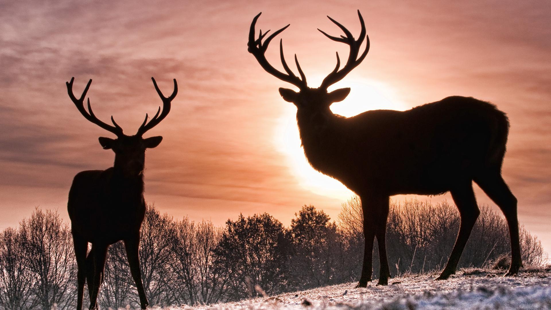 1920x1080 Free Whitetail Deer Wallpaper