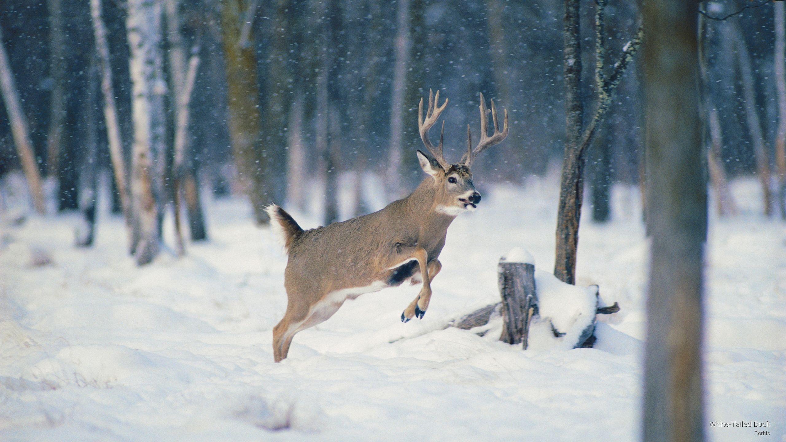 2560x1440 White Tailed Buck, bu Caobis. Deer wallpaper, Whitetail deer, Animals