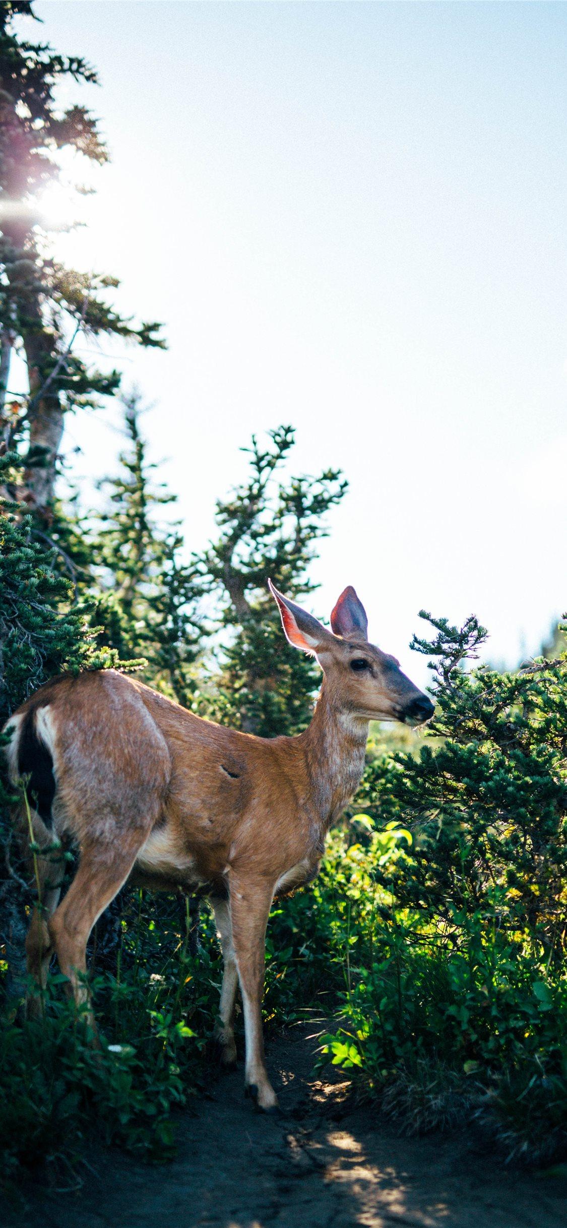 1125x2436 whitetail deer wallpaper, wildlife, mammal, deer, white tailed deer, tree, grass, fawn, terrestrial animal, sky, national park