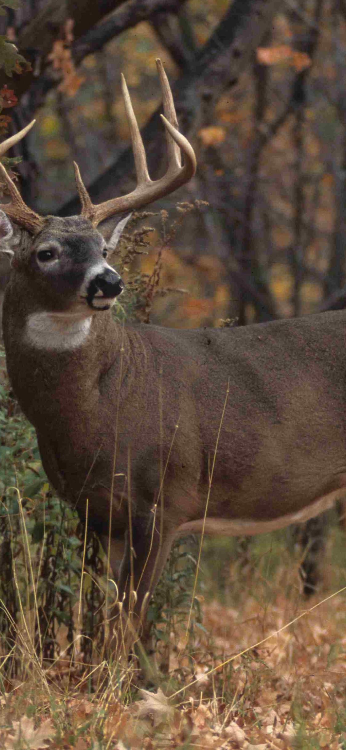 1125x2436 Buck Wallpaper (best Buck Wallpaper and image) on WallpaperChat