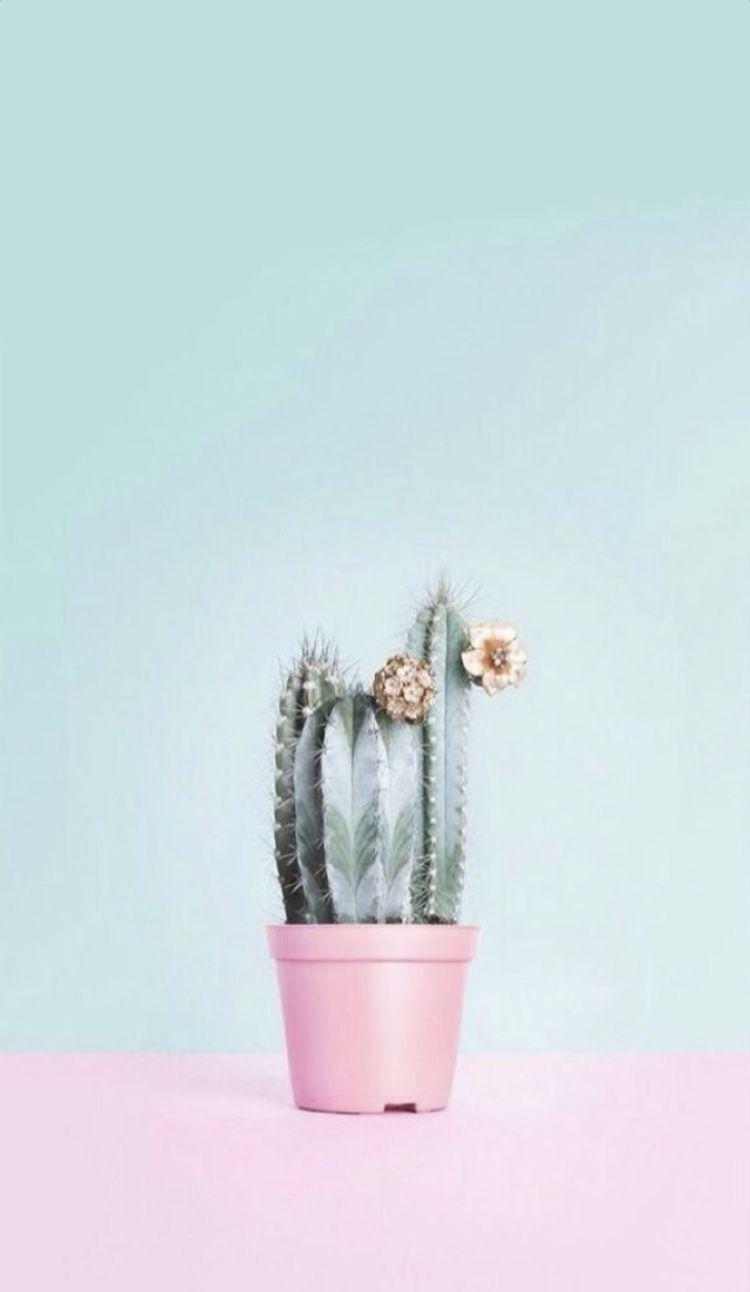 Pastel Cactus Wallpapers Top Free Pastel Cactus Backgrounds