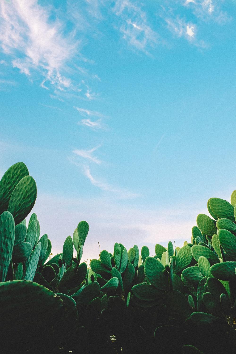 Pastel Cactus Wallpapers Top Free Pastel Cactus Backgrounds