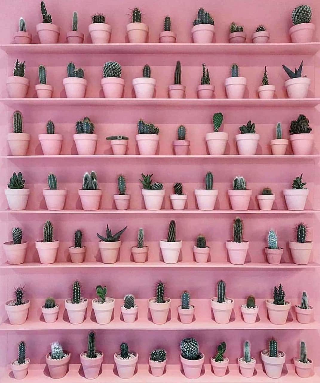 1071x1280 cactus, wallpaper and pastel