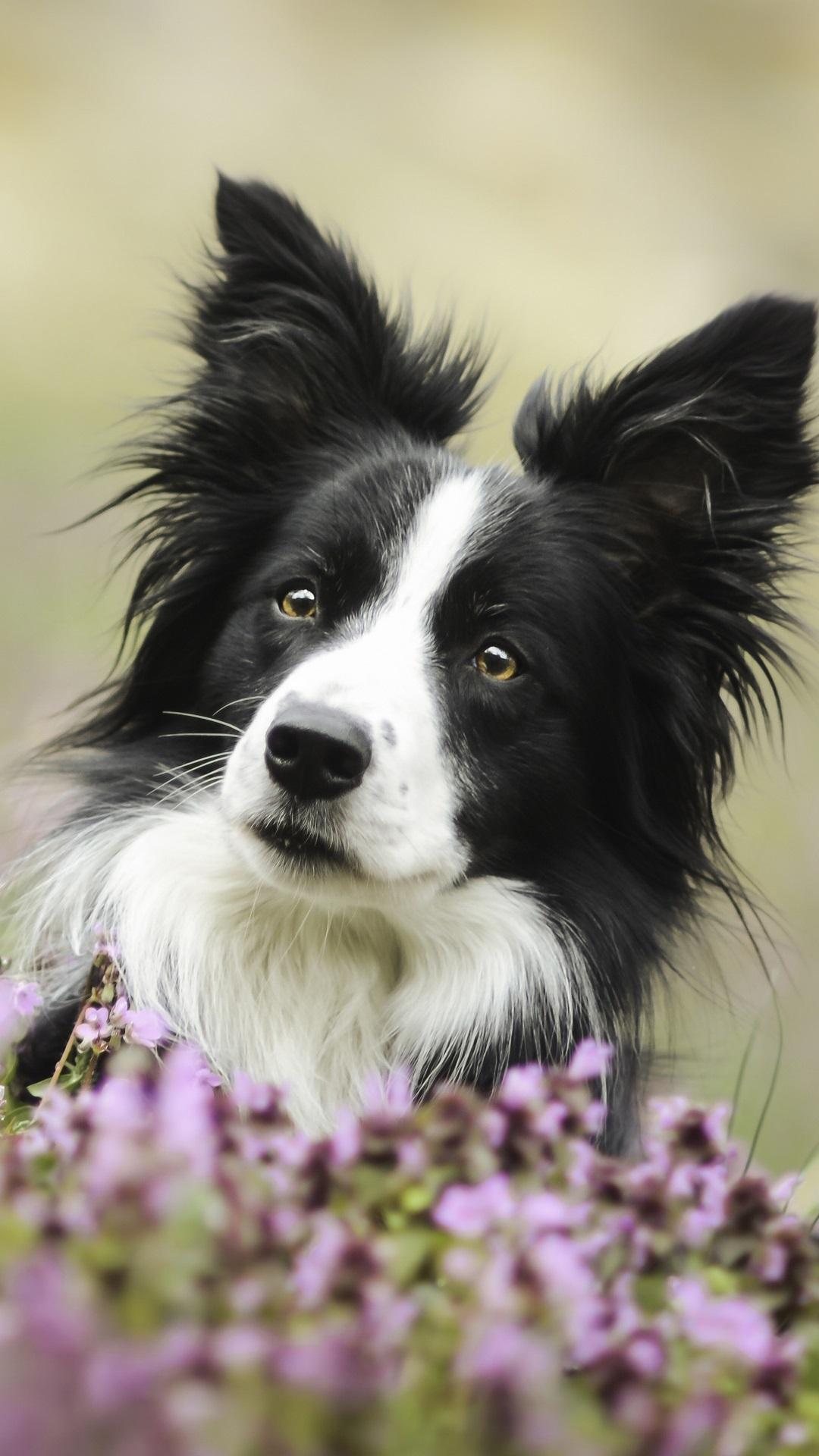 Border Collie Iphone Wallpapers Top Free Border Collie Iphone Backgrounds Wallpaperaccess