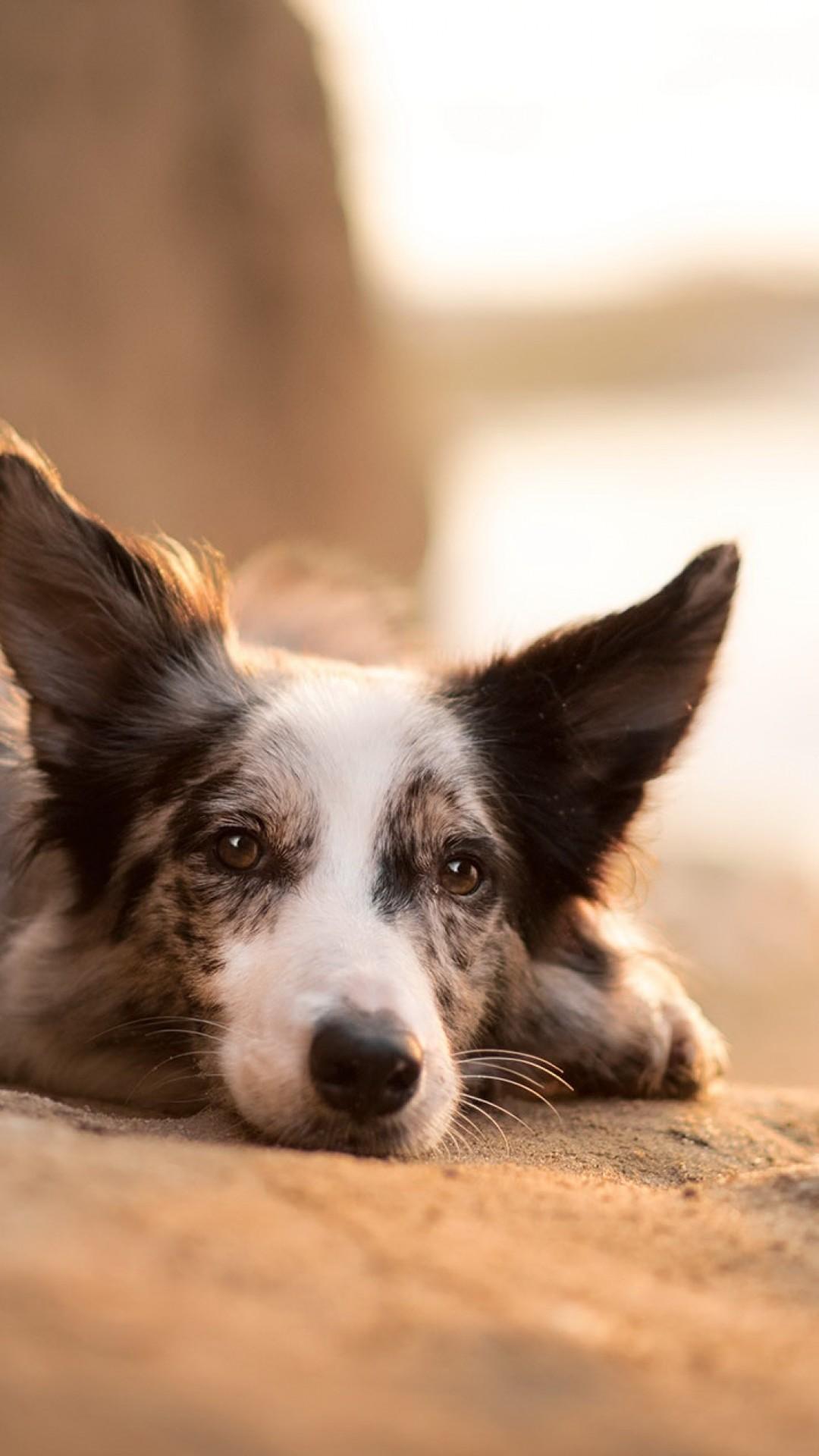 1080x1920 Download 1080x1920 Border Collie, Lying Down, Lazy, Dogs Wallpaper for iPhone iPhone 7 Plus, iPhone 6+, Sony Xperia Z, HTC One