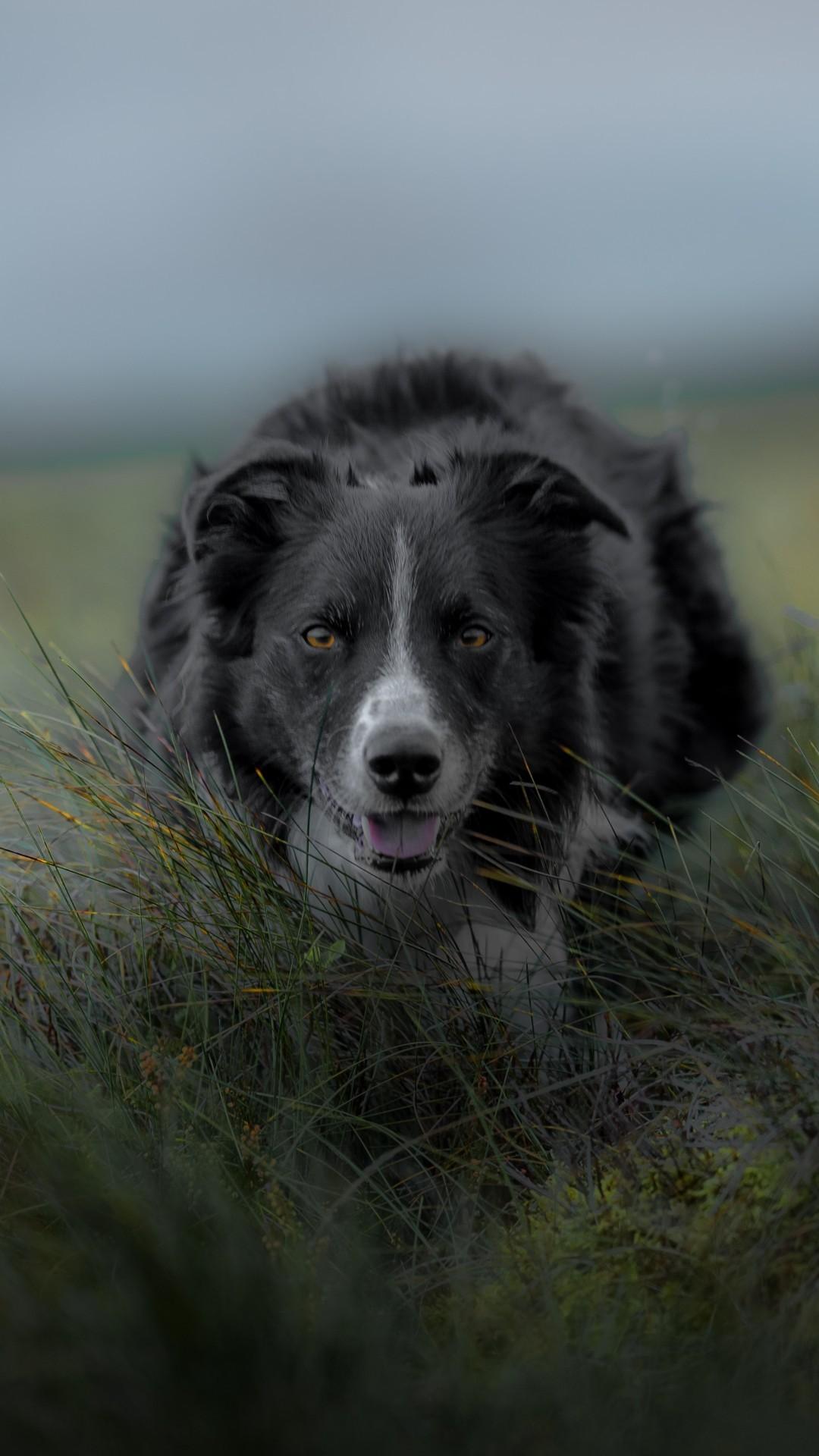 1080x1920 Border Collie, Plants, Field, Blurred, Dogs, Grass Collie Wallpaper iPhone