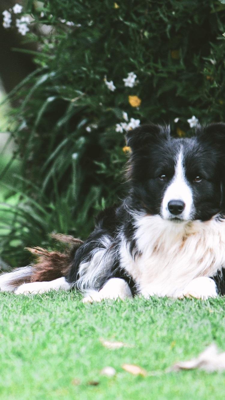 750x1334 Border Collie Dog Rest Under Tree 750x1334 IPhone 8 7 6 6S Wallpaper, Background, Picture, Image