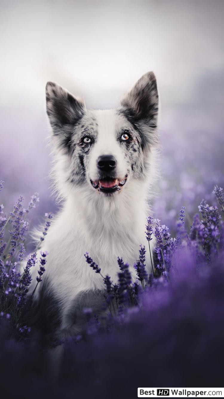 750x1334 Border Collie and purple flower HD wallpaper download