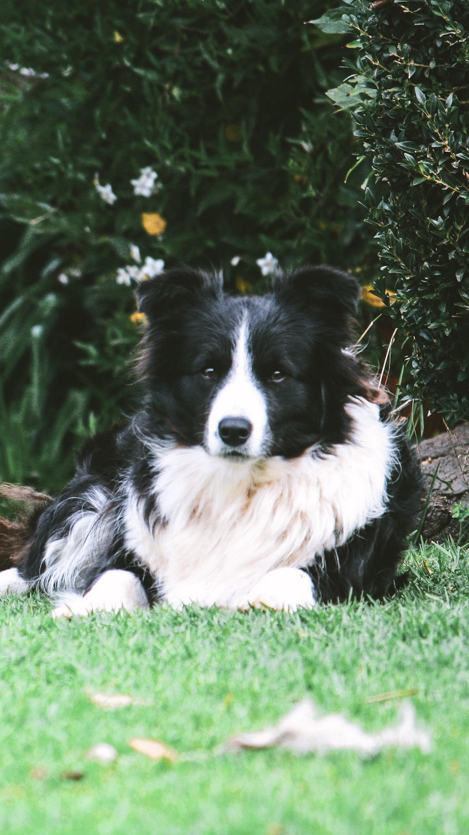 938x1668 Neue Wallpaper Border Collie HD