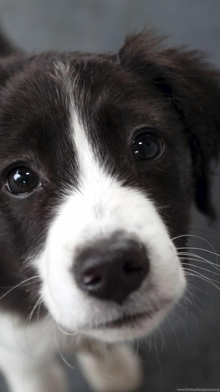 720x1280 Border Collie 14 Wallpaper Collection Desktop Background