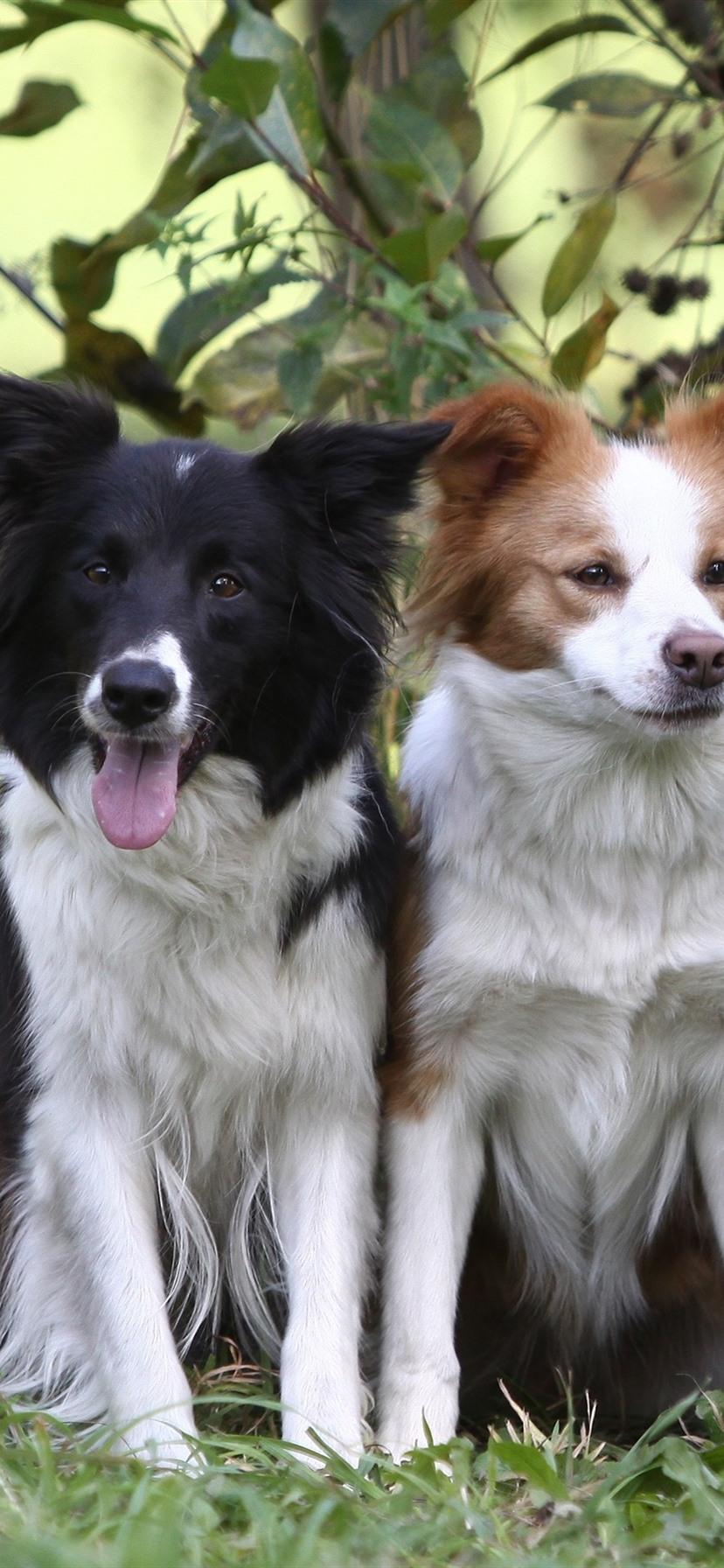 Border Collie Iphone Wallpapers Top Free Border Collie Iphone Backgrounds Wallpaperaccess