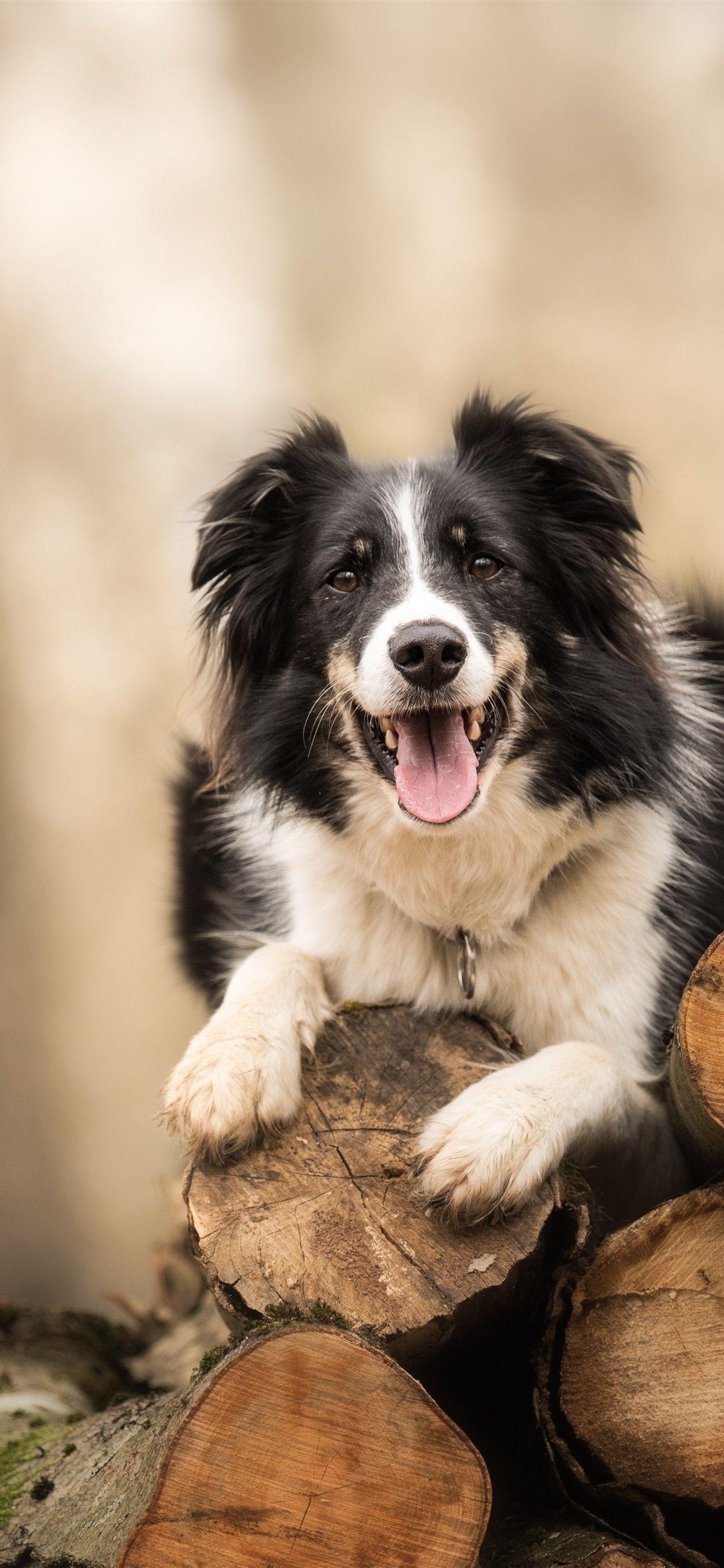1125x2436 Dogs On Wood Wallpaper