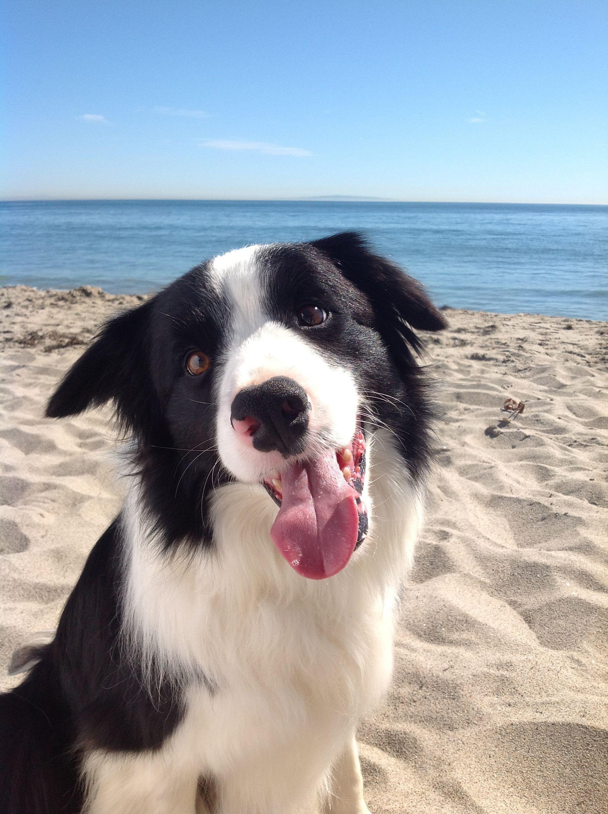 1936x2592 Border Collies Wallpaper