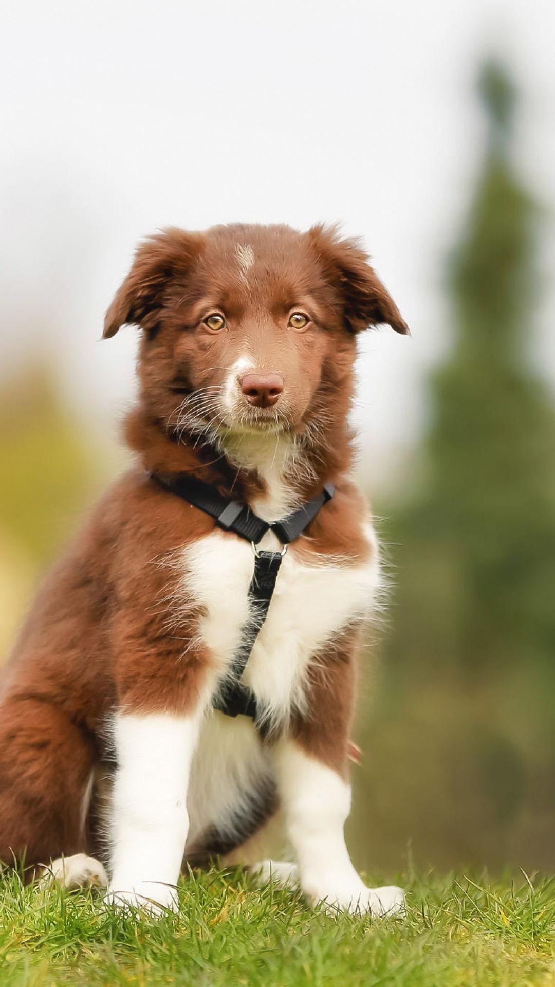 1080x1920 Download Wallpaper 1080x1920 Labrador, Border collie, Brown, Dog