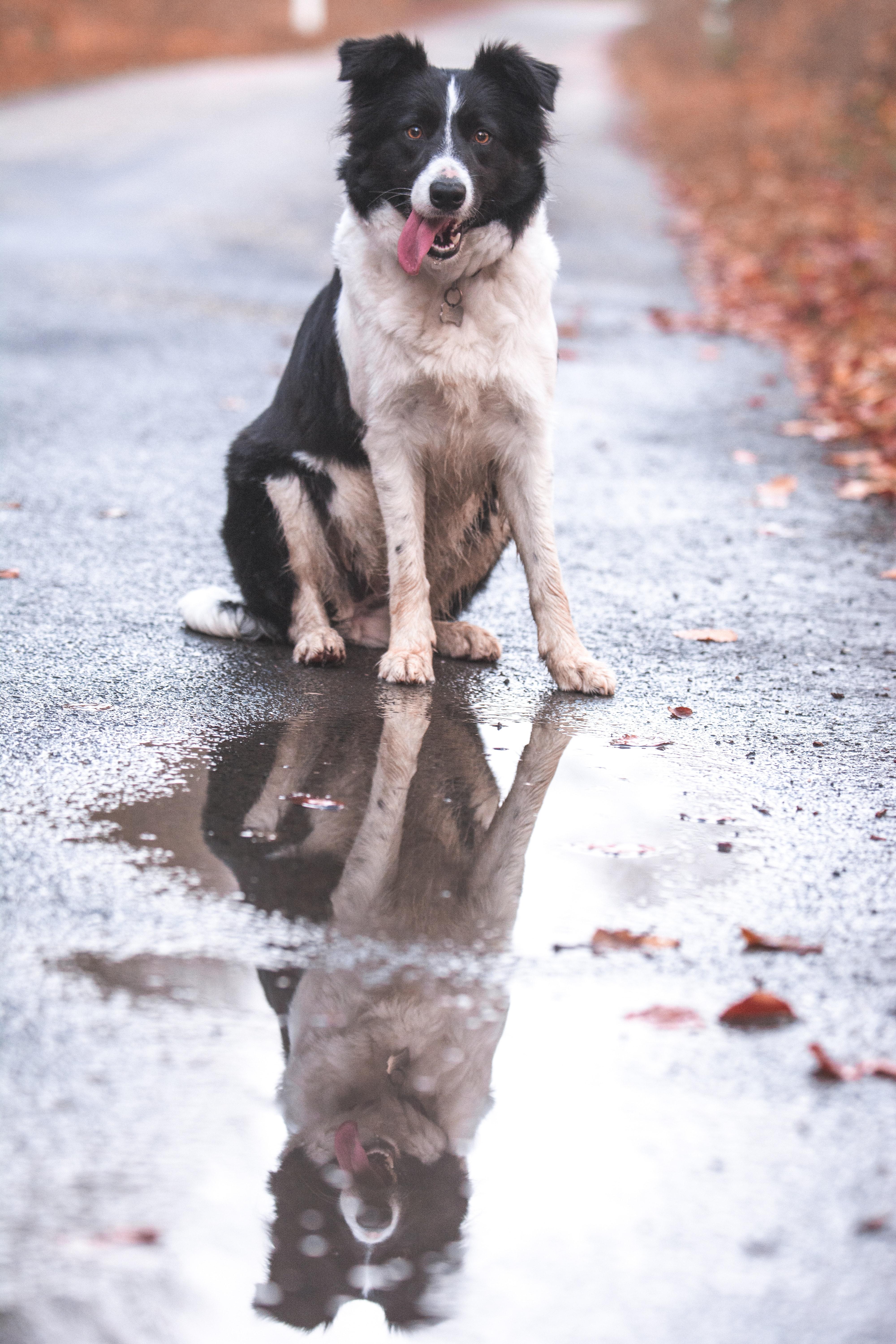 4000x6000 Free of asphalt, border collie, dog