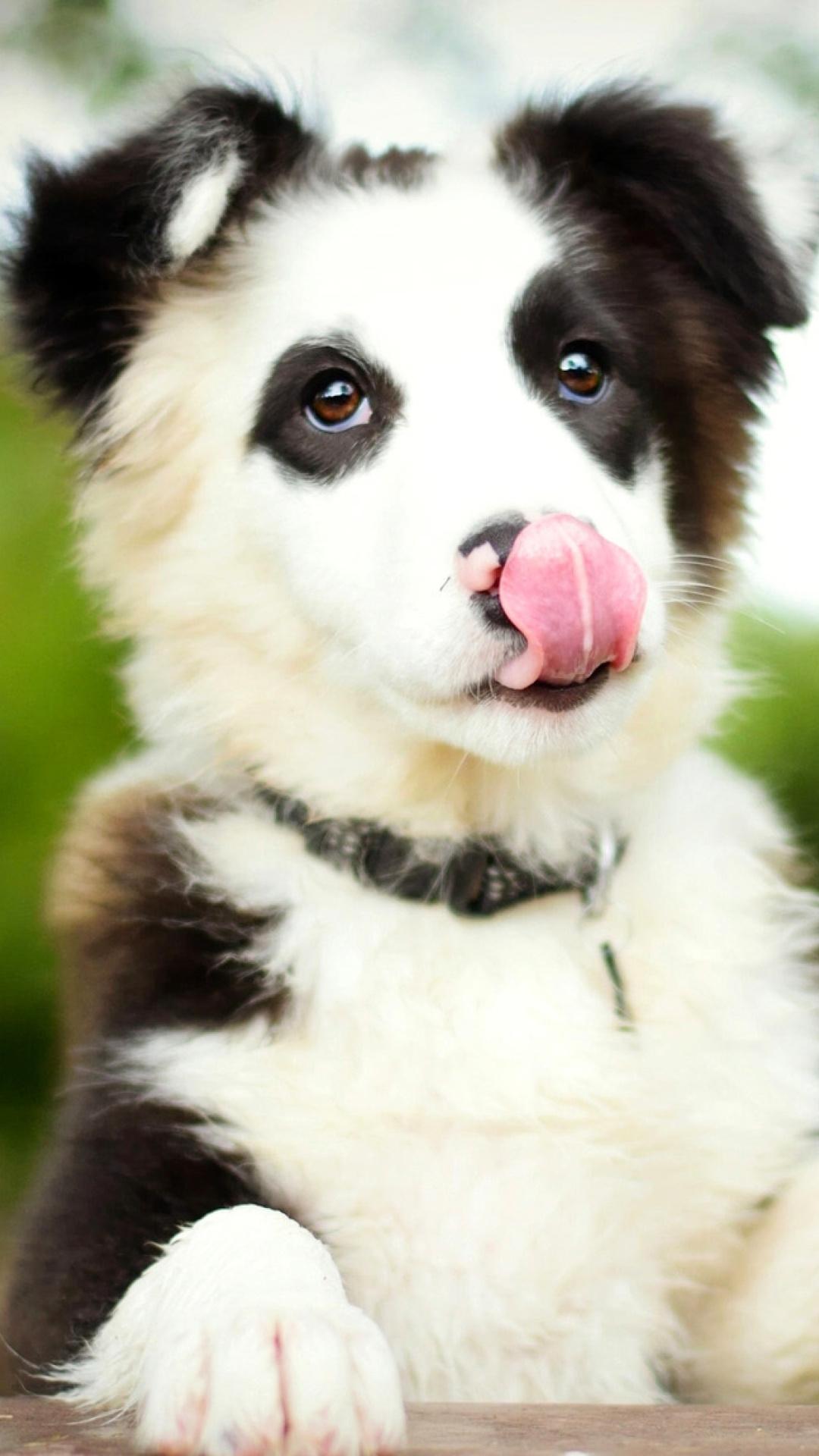 1080x1920 Border Collie Wallpaper for iPhone 6 Plus