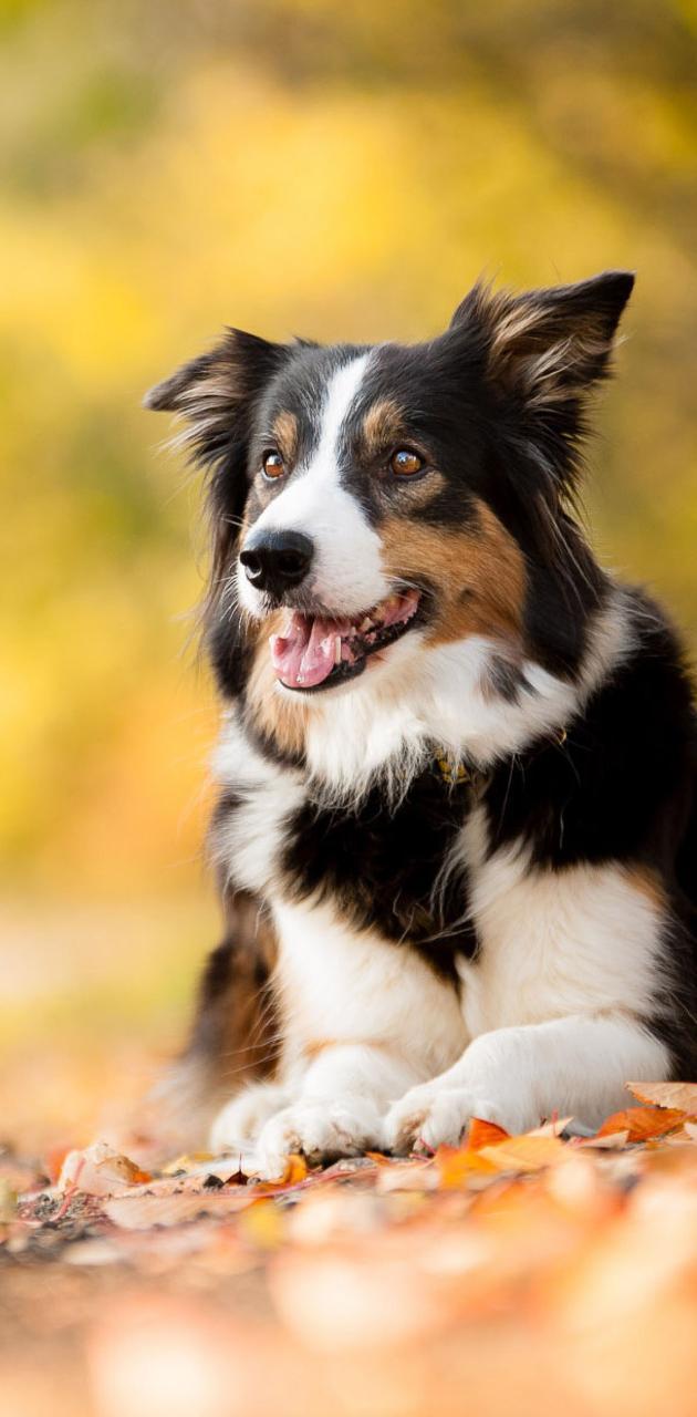 Border Collie iPhone Wallpapers Top Free Border Collie iPhone