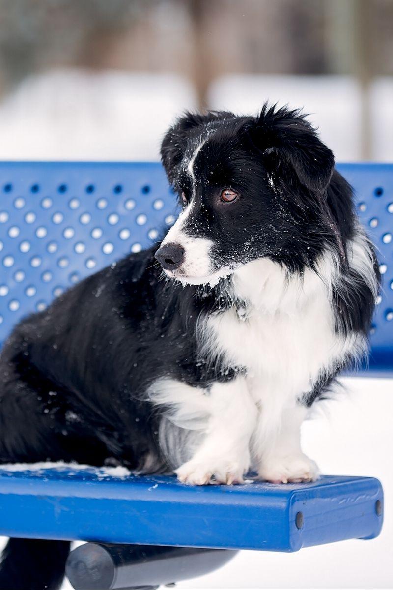800x1200 Download Wallpaper 800x1200 Border Collie, Dog, Bench, Snow Iphone 4s 4 For Parallax HD Background