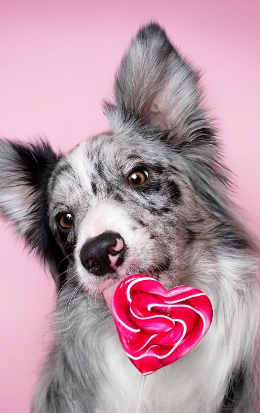 840x1336 Download 840x1336 wallpaper muzzle, border collie, dog, iphone iphone 5s, iphone 5c, ipod touch, 840x1336 HD image, background, 18714