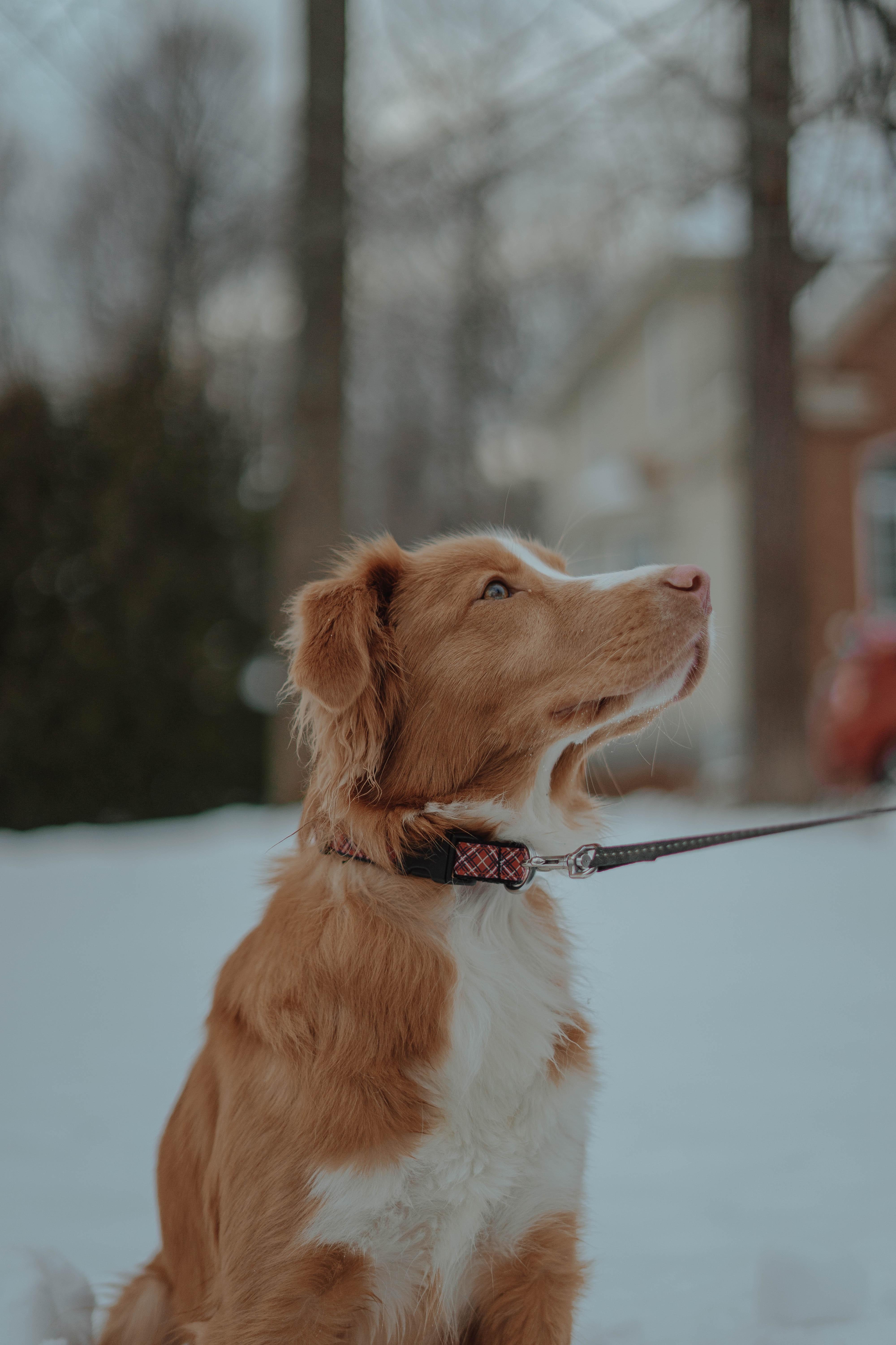 4000x6000 Brown and White Border Collie Mix · Free
