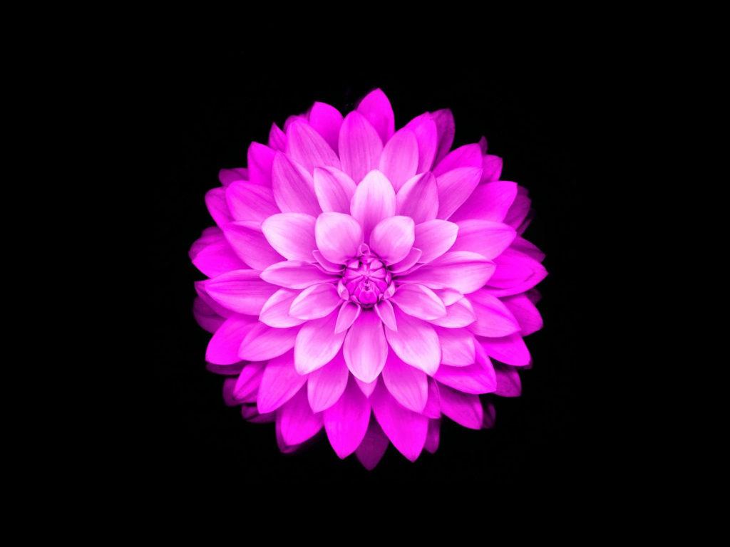 1024x768 iPhone 5 Original Wallpaper