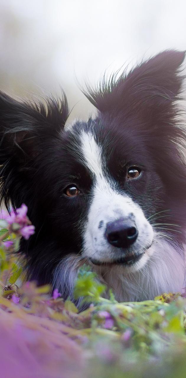 Border Collie iPhone Wallpapers Top Free Border Collie iPhone