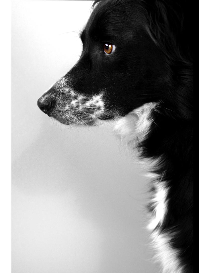 800x1097 Border Collie. MY DOG N ME