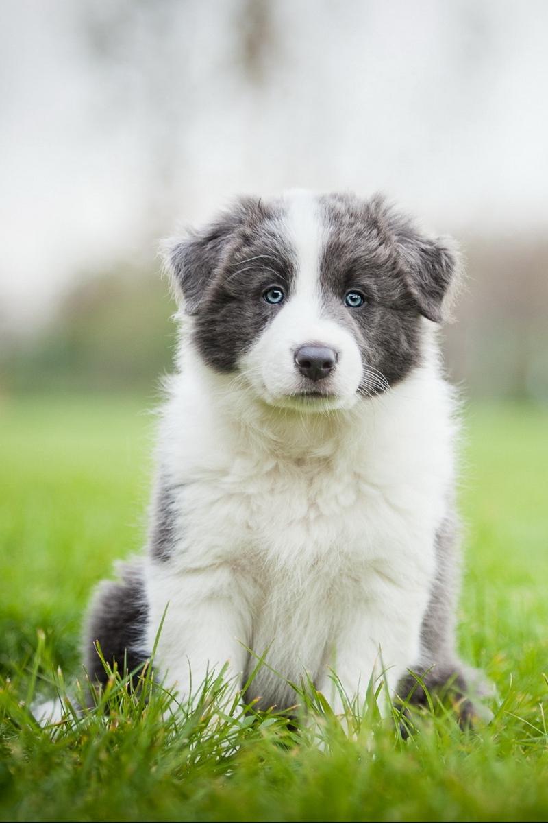 800x1200 Wallpaper Border Collie, Puppy, Sit, Grass Collie Background Phone