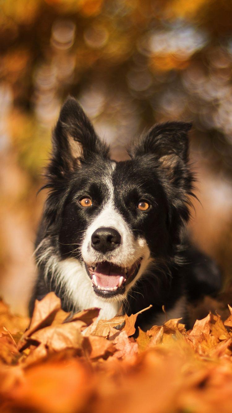 750x1334 Border Collie, dog, muzzle, bokeh,. Border collie, Collie puppies, Collie dog