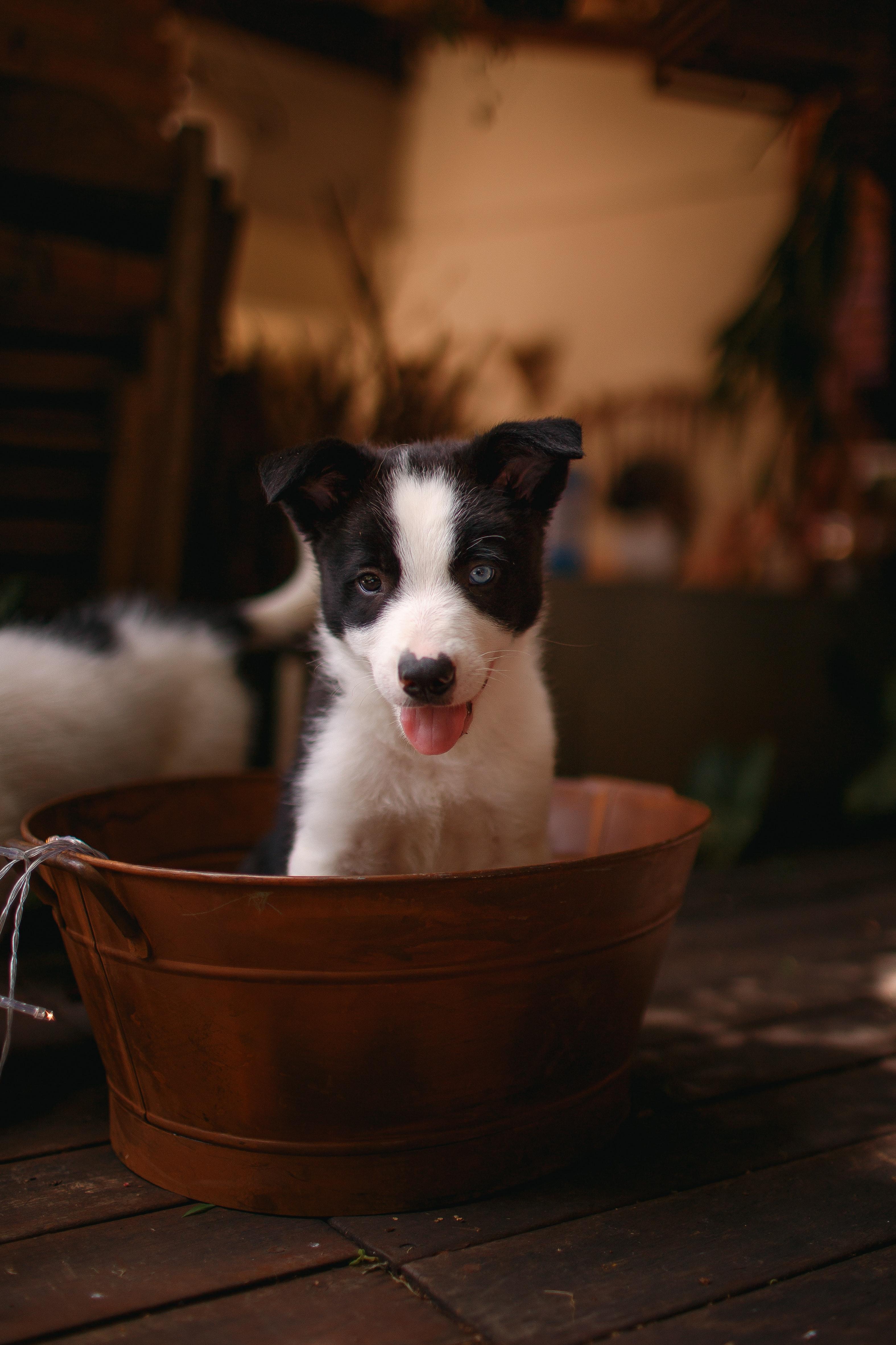 3150x4725 Black and White Border Collie Puppy in Brown Bucket · Free