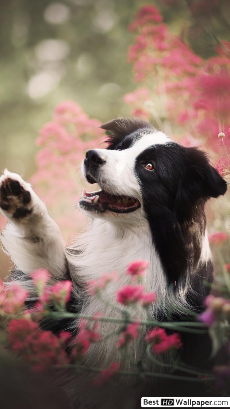 750x1334 dog Border Collie HD wallpaper download