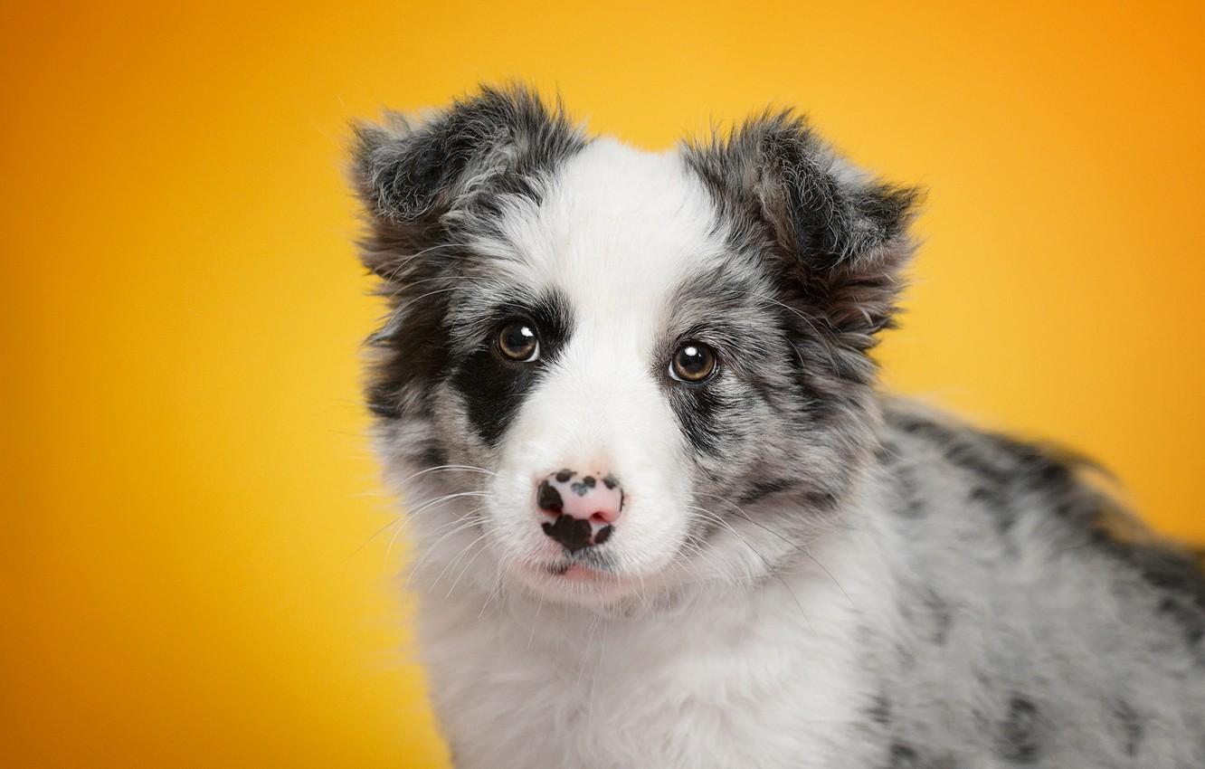 1332x850 Wallpaper look, portrait, dog, baby, puppy, face, yellow background, the border collie image for desktop, section собаки