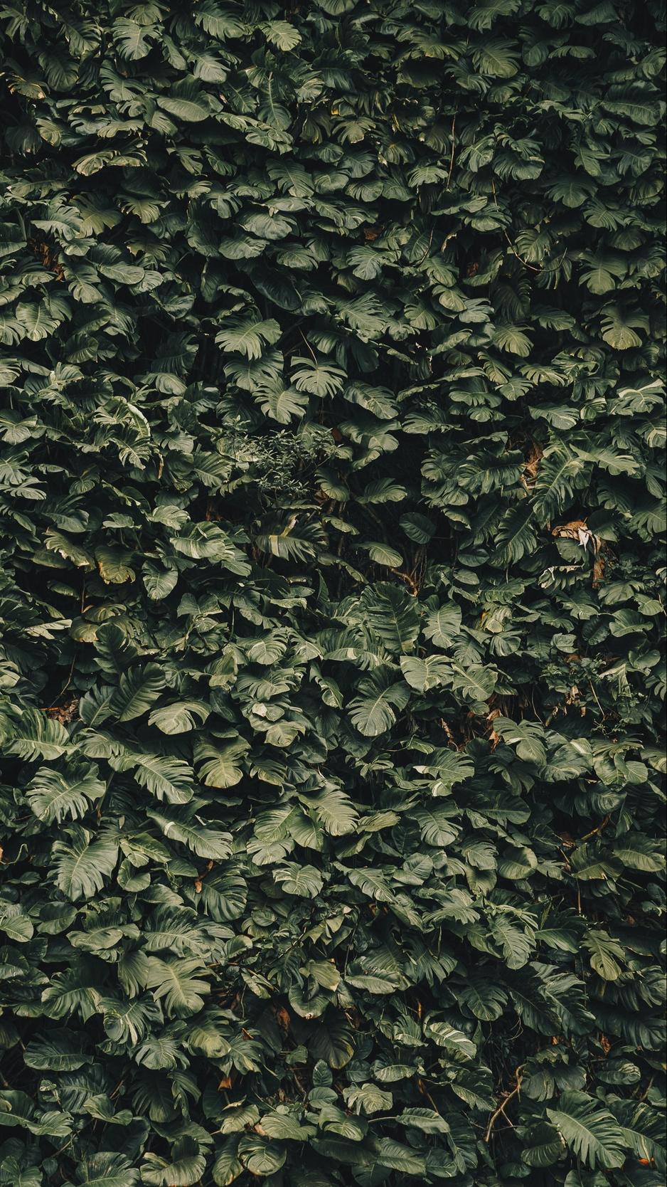 938x1668 Army Green Wallpaper
