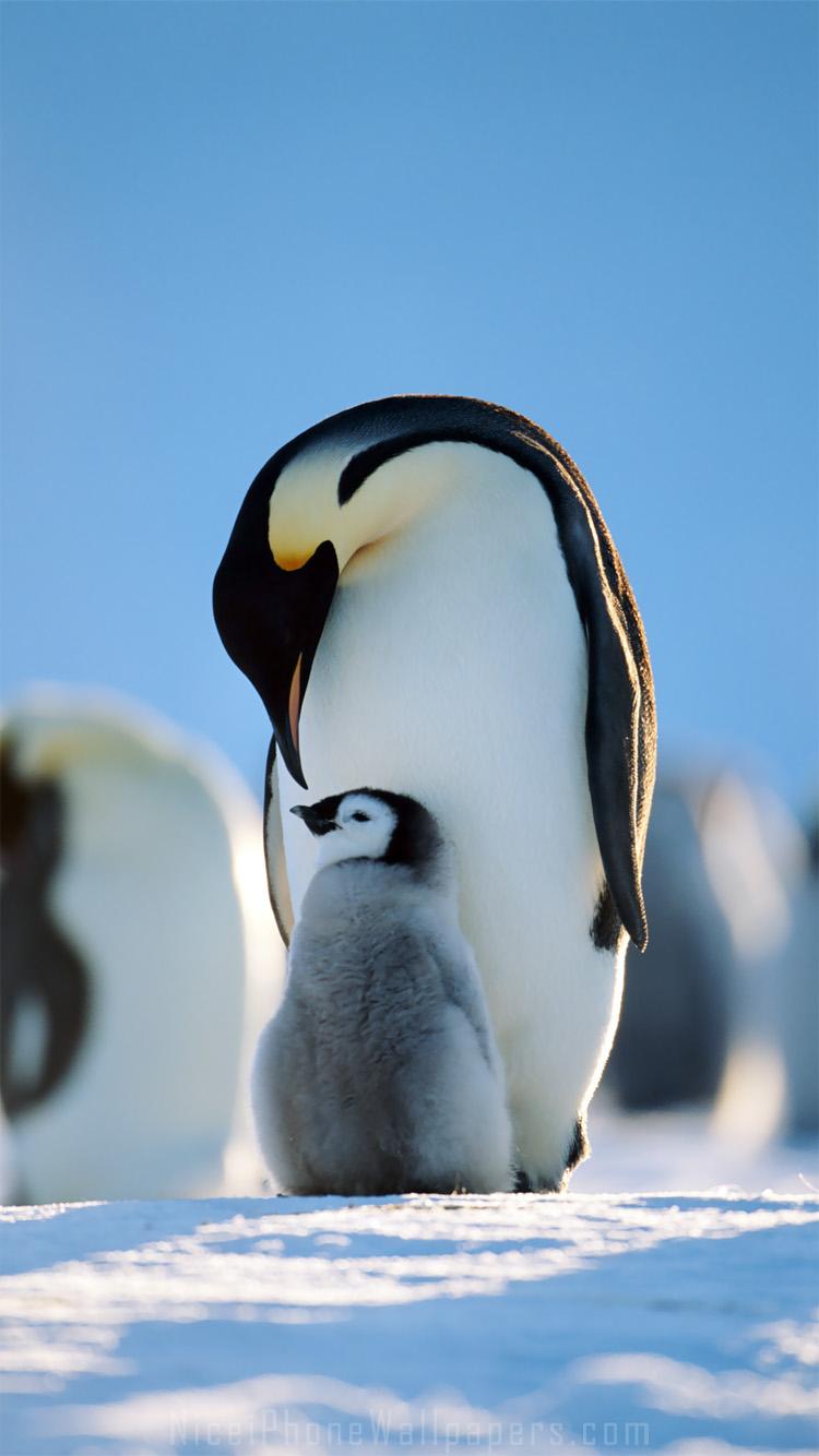 750x1334 Penguin Phone Wallpaper