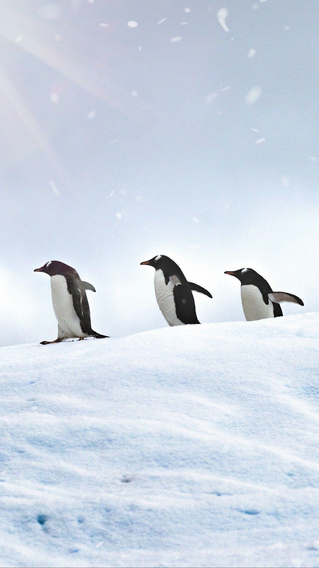 1080x1920 Three penguins wallpaper. Penguins, Penguin wallpaper, Wallpaper