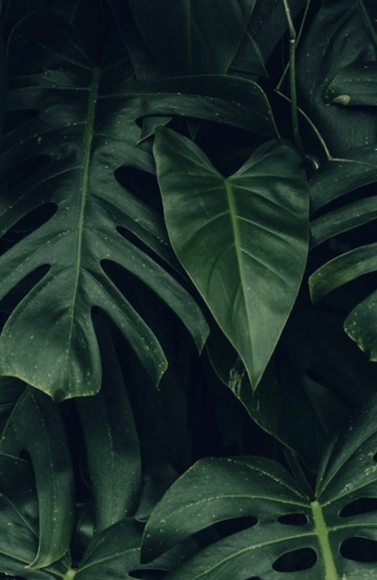 772x1186 Trends For Cute Pastel Pastel Palm Leaves Aesthetic Background Wallpaper Desktop Photo