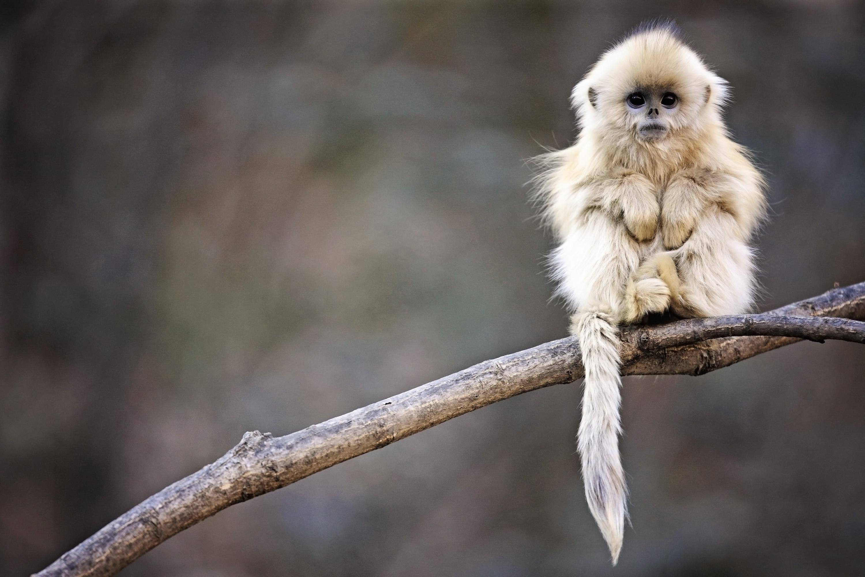 3000x2000 monkey. I Like To Waste My Time