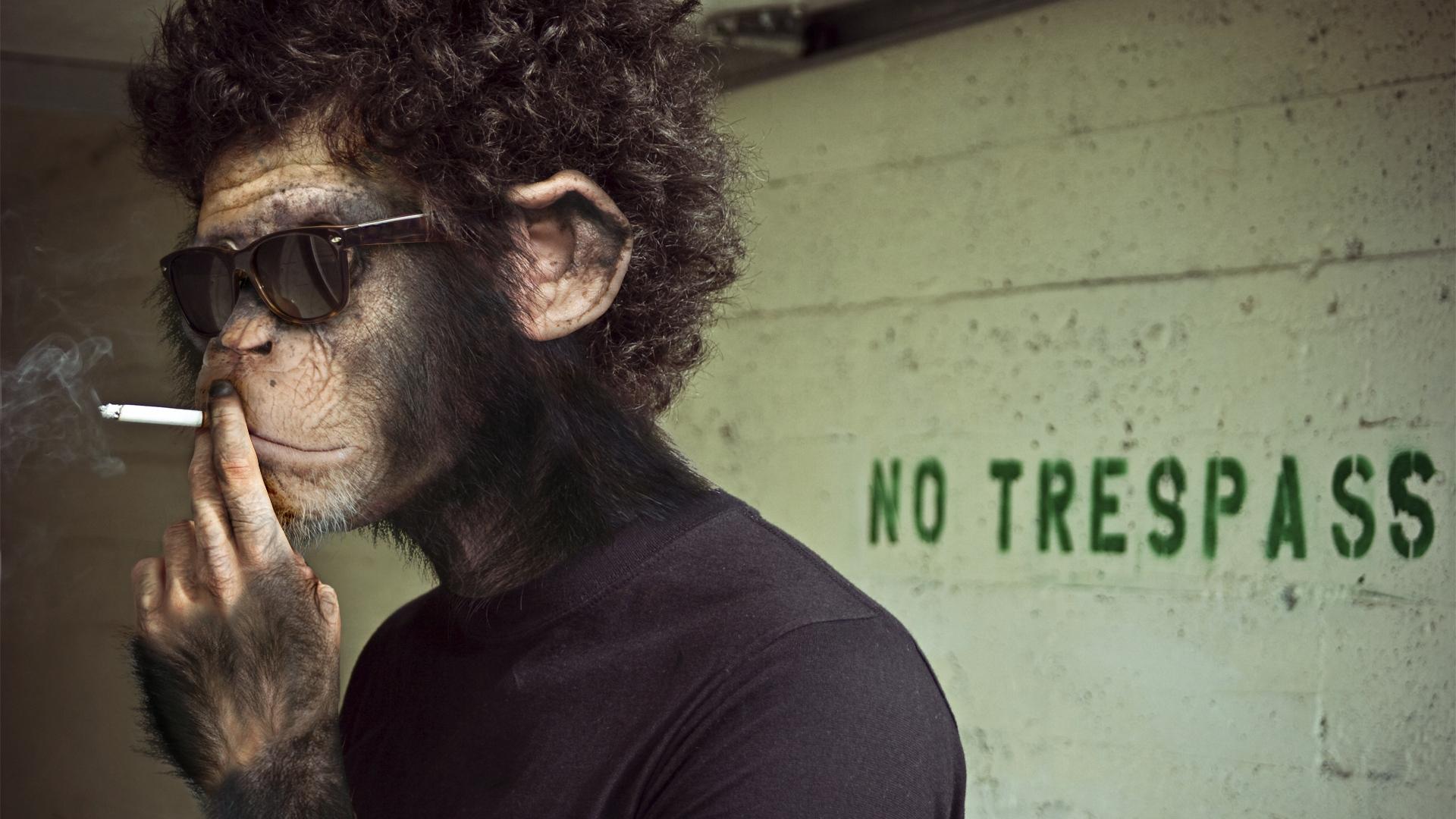 1920x1080 Tweeter And The Monkey Man