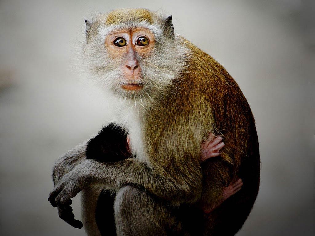 1024x768 Monky Wallpaper