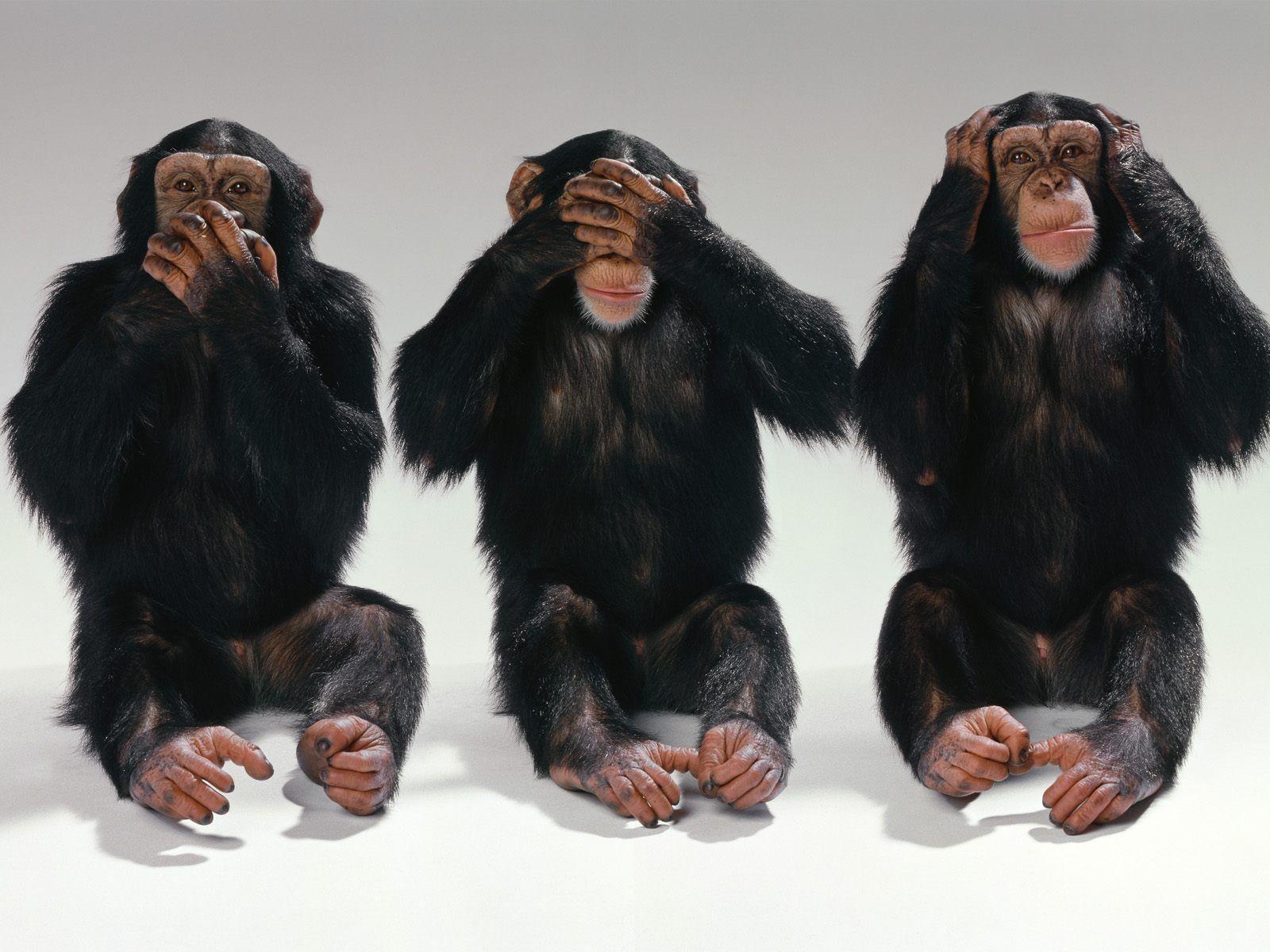 1600x1200 Monkey Wallpaper