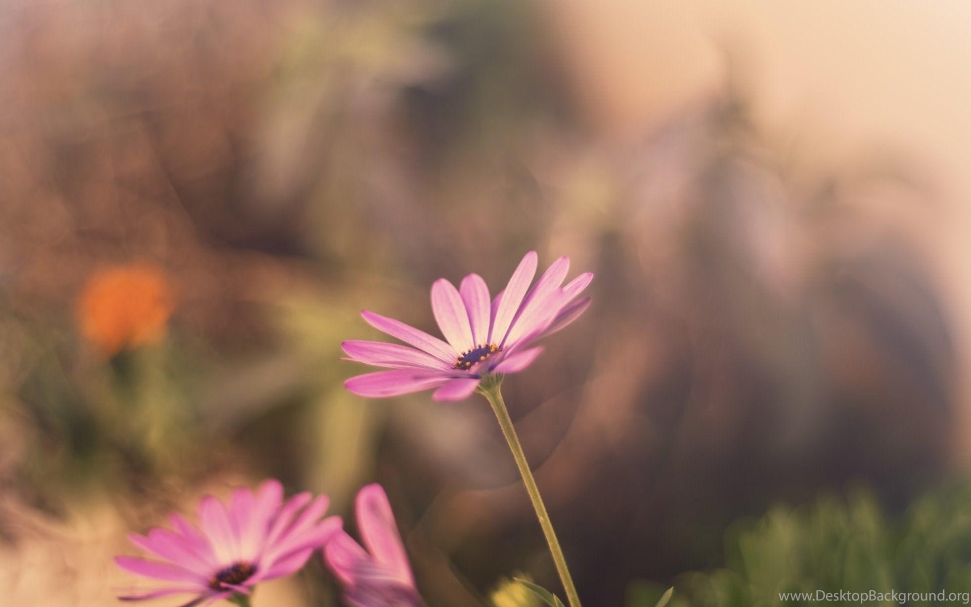 1920x1200 Pastel Flowers Blur Background Wallpaper HD Download Desktop Background
