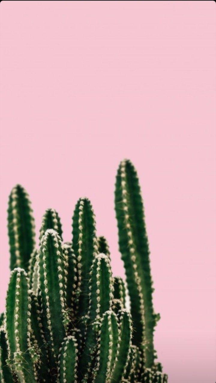 Pink Cactus Wallpapers - Top Free Pink Cactus Backgrounds - WallpaperAccess