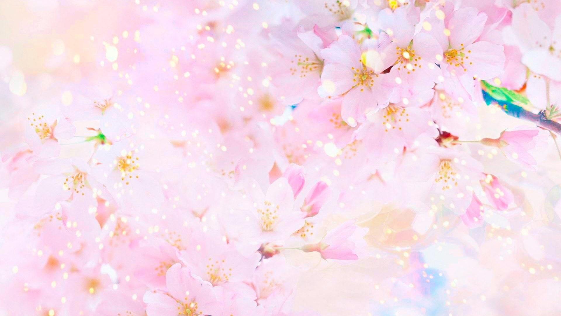 1920x1080 Sakura wallpaper, Earth, Spring, Blossom, Pastel, Pink, Sunny, flower • Wallpaper For You HD Wallpaper For Desktop & Mobile