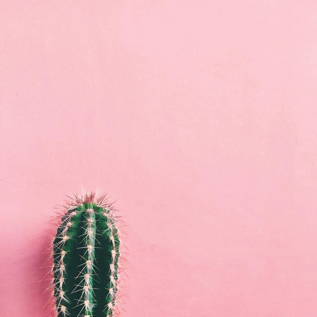 1080x1080 Cactus Pink Aesthetic Wallpaper