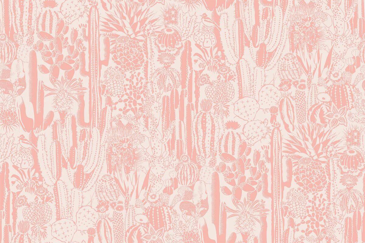 Pink Cactus Wallpapers Top Free Pink Cactus Backgrounds WallpaperAccess