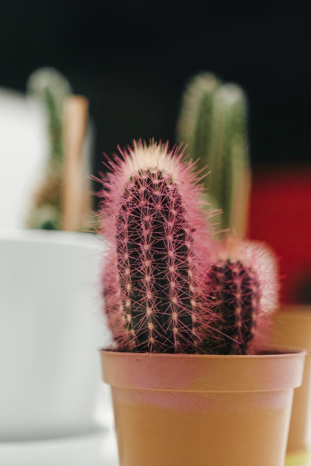 1000x1500 pink cactus in brown pot photo