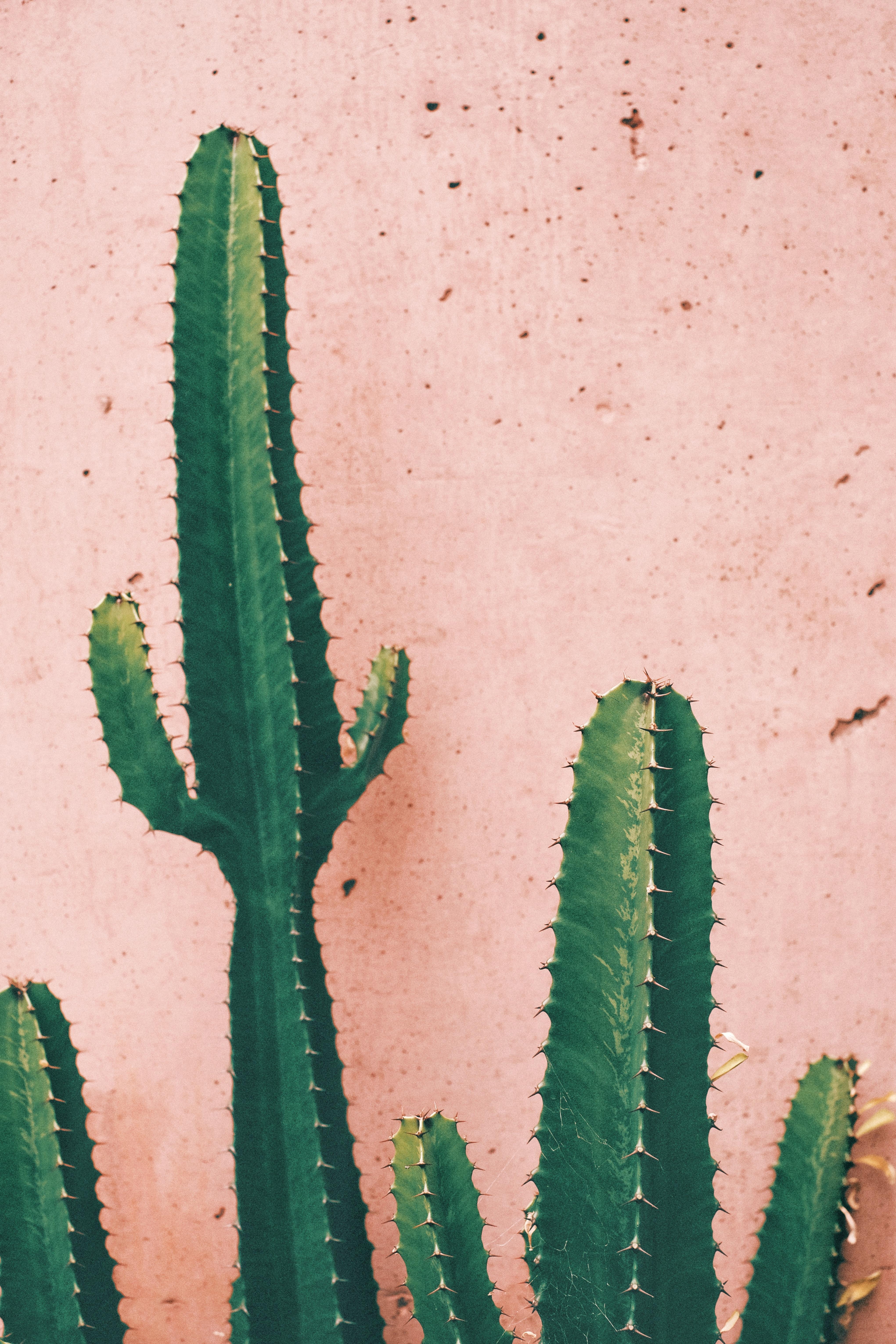 4082x6123 Green Cactus Plant Against Pink Wall · Free