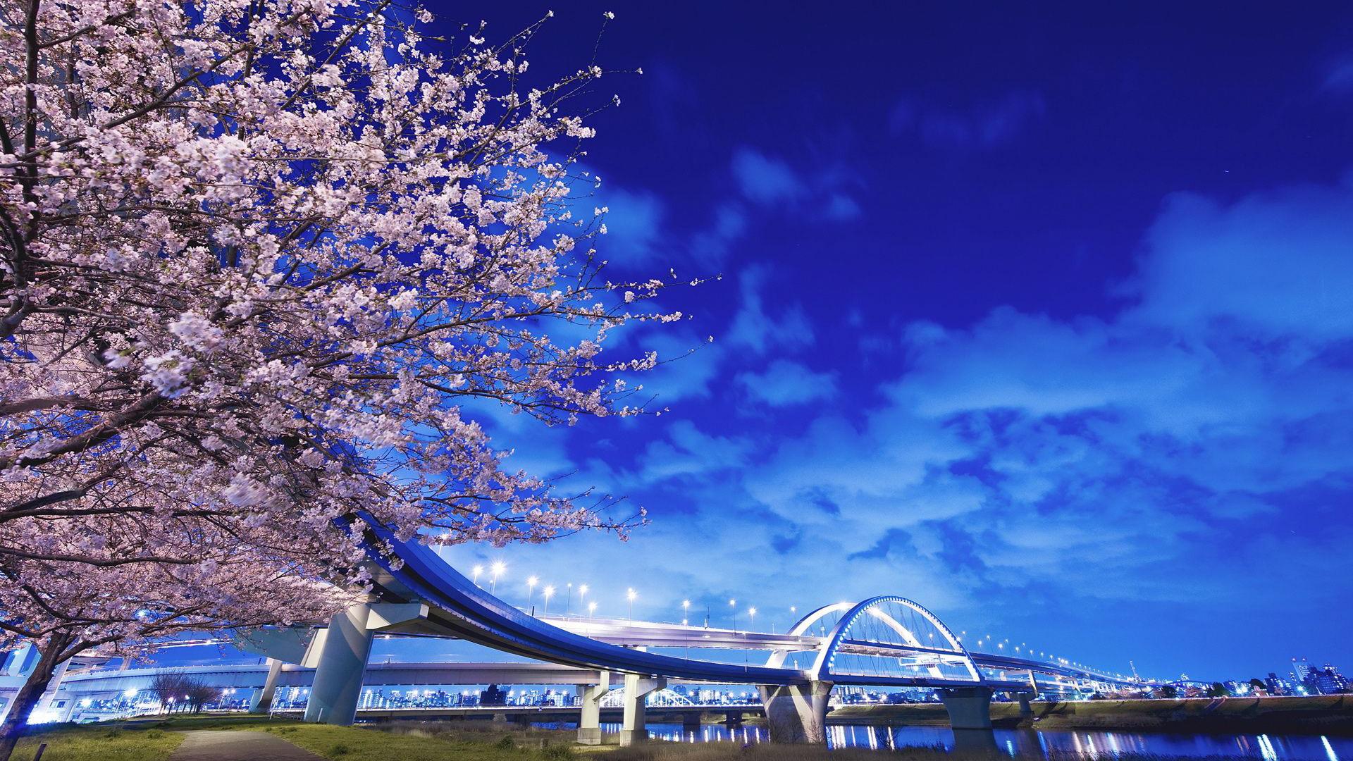 1920x1080 Sakura Cherry Blossom Tree Under Blue Sky HD Japanese Wallpaper