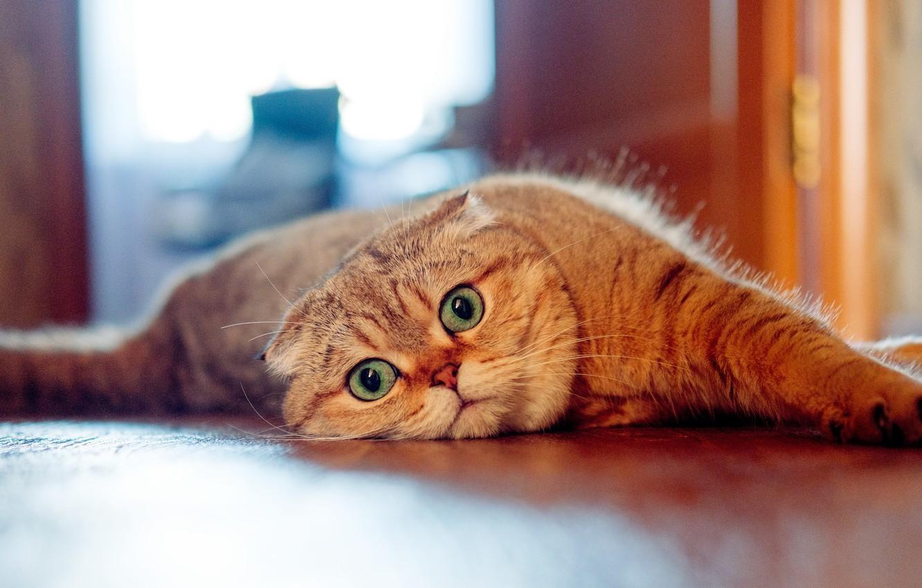 1332x850 Wallpaper cat, look, muzzle, Scottish fold cat image for desktop, section кошки