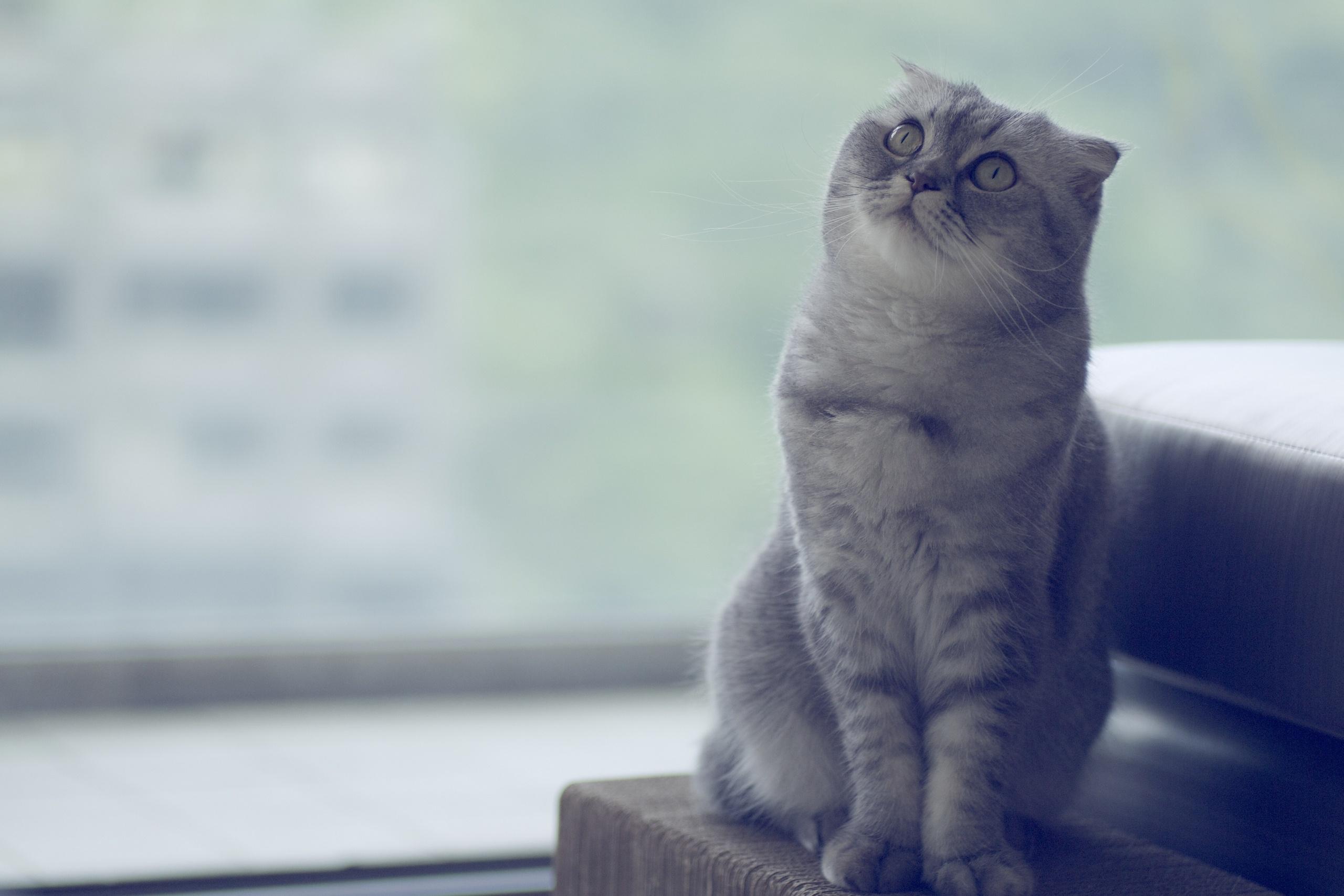 2560x1707 scottish, Fold, Cat Wallpaper HD / Desktop and Mobile Background